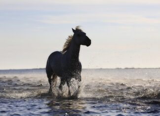 Gdzie powstały standardy US GAAP? Gdzie powstały standardy US GAAP?