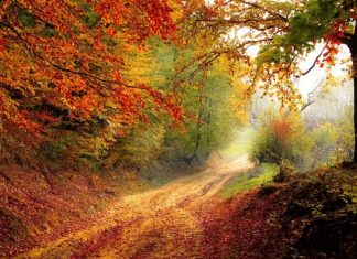 Jak wyobrażasz sobie swoją ścieżkę kariery?