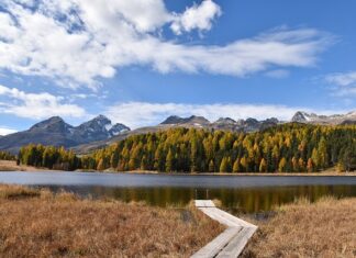 Ile trwa staż psychologa?